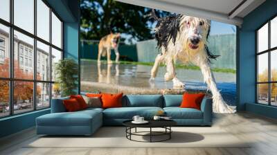 Dogs in Swimming Pool Wall mural