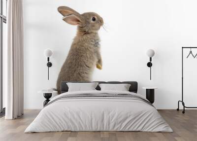 Funny bunny or baby rabbit fur gray with long ears is standing for Easter Day on isolated white background. Wall mural