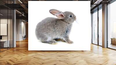 Funny bunny or baby rabbit gray fur with long ears is sitting on white background use as for Easter Day. Wall mural