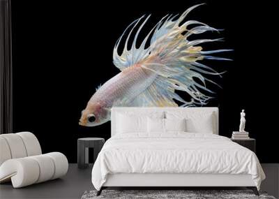 The moving moment beautiful of white siamese betta fish or fancy splendens fighting fish in thailand on black background. Thailand called Pla-kad or crown tail fish. Wall mural