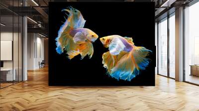 The moving moment beautiful of yellow half moon siamese betta fish or dumbo betta splendens fighting fish in thailand on isolated black background. Thailand called Pla-kad or big ear fish. Wall mural