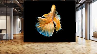 The moving moment beautiful of yellow half moon siamese betta fish or dumbo betta splendens fighting fish in thailand on isolated black background. Thailand called Pla-kad or big ear fish. Wall mural