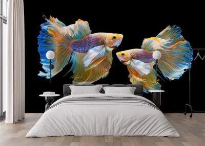 The moving moment beautiful of yellow siamese betta fish or half moon betta splendens fighting fish in thailand on black background. Thailand called Pla-kad or dumbo big ear fish. Wall mural