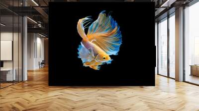 The moving moment beautiful of yellow siamese betta fish or half moon betta splendens fighting fish in thailand on black background. Thailand called Pla-kad or dumbo big ear fish. Wall mural