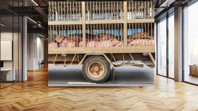 transport of slaughter pigs by truck Wall mural