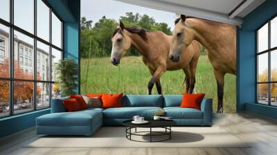 brown horse couple walking free in the green field, plain landscape with animals Wall mural