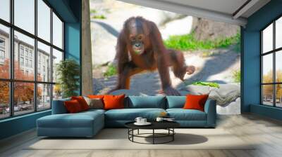 baby orangutan Wall mural