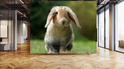 dwarf ram rabbit in garden, sitting on green grass, cute bunny Wall mural