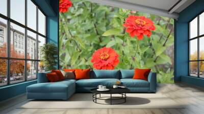 red flowers in the garden Wall mural