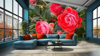 Red roses Wall mural