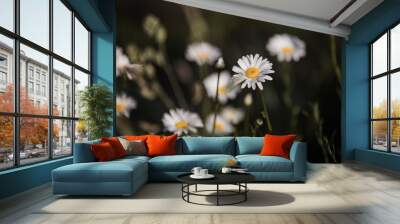 wild daisies growing in a field Wall mural