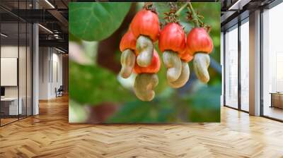 Bunch of ripe and raw cashew apple hanging on cashew tree branch, soft and selective focus. Wall mural