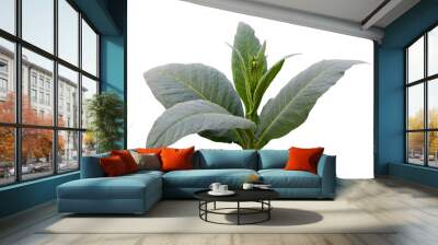 Isolated tobacco leaf and plant with clipping paths. Wall mural