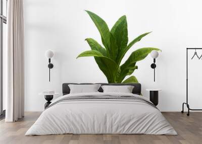 Isolated tobacco plant with clipping paths on white background. Wall mural