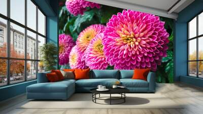 Pink pompons chrysanthemum flowers's blooming  Wall mural