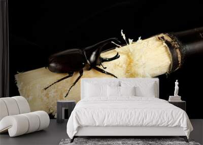 A horned beetle on a stalk of sugan cane. Wall mural