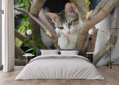 Cat on tree Wall mural