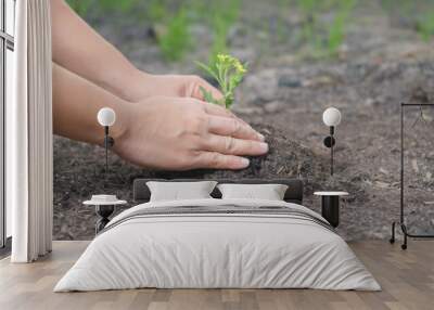 Woman two hand helping working planting seedlings growing young tree into the ground to dry soil on garden. Forestry environments ecology Earth Day concept Wall mural