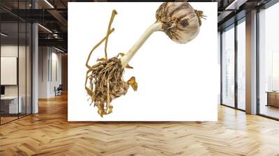 Close-up of a fresh garlic bulb with roots, showcasing its earthy texture and natural beauty for culinary and health themes. Wall mural