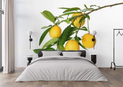 branch of juicy lemons with leaves isolated on white background Wall mural