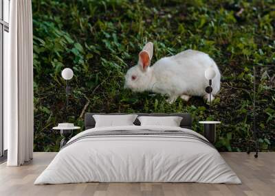 white rabbit on green grass Wall mural