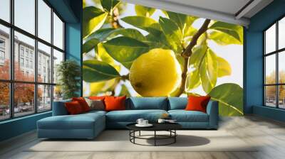 Discover the vibrant zest of lemons straight from the tree. Each lemon is handpicked to ensure the freshest, most aromatic citrus flavor. Perfect for adding a tangy twist to your recipes, drinks, or s Wall mural