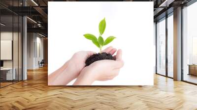 Hands holding seedling on white background,Ecology concept Wall mural