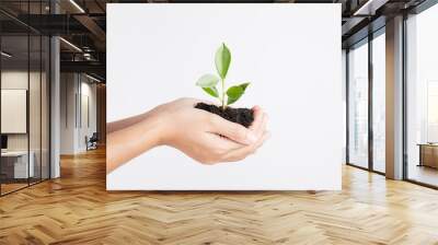 Hands holding seedling on white background , Ecology concept Wall mural