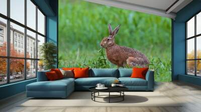 brown hare eating weed Wall mural