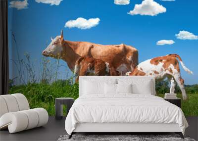 cow feeding two calves Wall mural