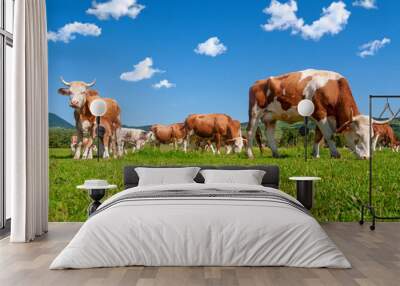 Cow herd in a field Wall mural