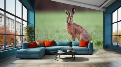 wild brown hare sitting in a grass Wall mural