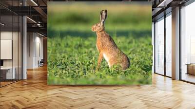 Wild brown hare sitting in a soy field Wall mural