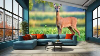 wild female roe deer in a field Wall mural