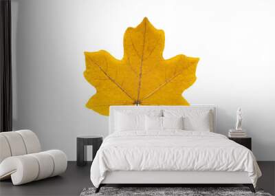 Yellow field maple leaf isolated on white background Wall mural