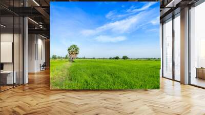 Green rice paddy fields and blue sky Wall mural