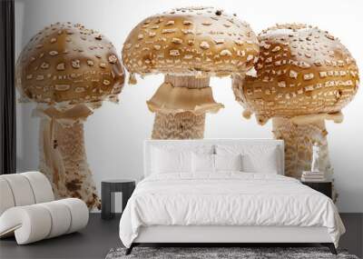 three mushrooms with a white background and a brown one Wall mural