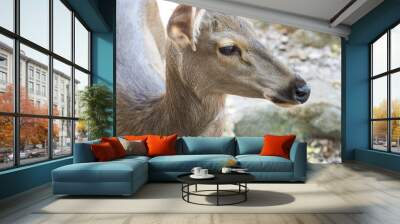 Close up deer head Wall mural