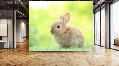 Cute little rabbit on green grass with natural bokeh as background during spring. Young adorable bunny playing in garden. Lovrely pet at park Wall mural