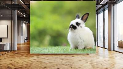 Cute little rabbit on green grass with natural bokeh as background during spring. Young adorable bunny playing in garden. Lovrely pet at park Wall mural