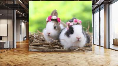 Cute little rabbit on green grass with natural bokeh as background during spring. Young adorable bunny playing in garden. Lovrely pet at park Wall mural