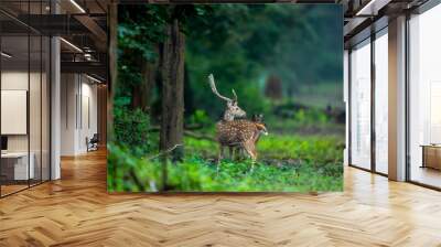 big antler male spotted deer or chital or axis deer or axis axis in wild natural green scenic background in winter outdoor wildlife safari at dhikala jim corbett national park forest uttarakhand india Wall mural