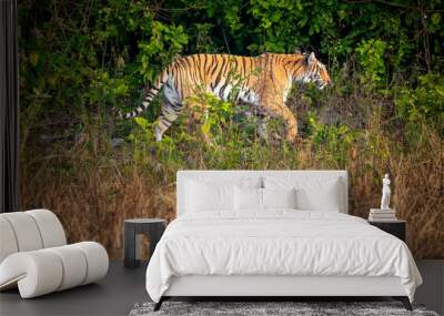 indian wild female tiger or panthera tigris side profile walking or territory stroll prowl terai region forest in natural scenic grassland in day safari at jim corbett national park uttarakhand india Wall mural