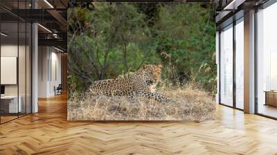 indian wild male leopard or panther or panthera pardus closeup natural scenic green background and beautiful winter light on his face in evening safari at jhalana forest reserve jaipur rajasthan india Wall mural