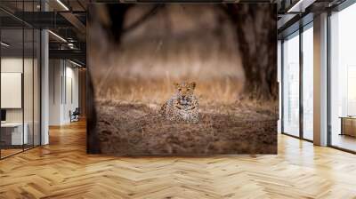 Indian wild male leopard or panther or panthera pardus fusca with eye contact during outdoor jungle evening safari at jhalana forest or leopard reserve jaipur rajasthan india asia Wall mural