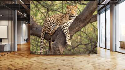 wild male leopard or panther on tree trunk with eye contact in natural green background at jhalana forest or leopard reserve jaipur rajasthan india - panthera pardus fusca Wall mural