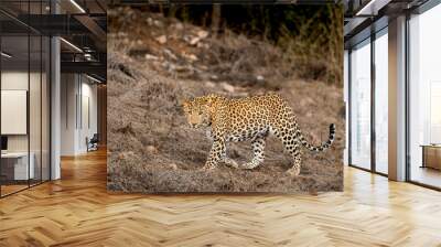 wild male leopard or panther or panthera pardus fusca side profile walking with eye contact in dry summer season at jhalana leopard reserve forest jaipur rajasthan india asia Wall mural