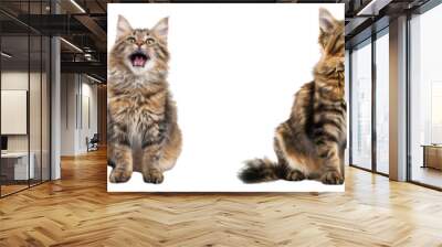 Cat PNG set - sitting photo of happy American Bobtail isolated transparent background Wall mural