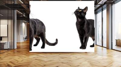 Cat PNG set - standing photo of happy Bombay cat isolated transparent background Wall mural