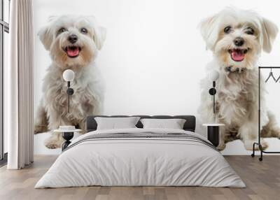 Dog PNG set - sitting photo of happy Maltese dog isolated transparent background Wall mural